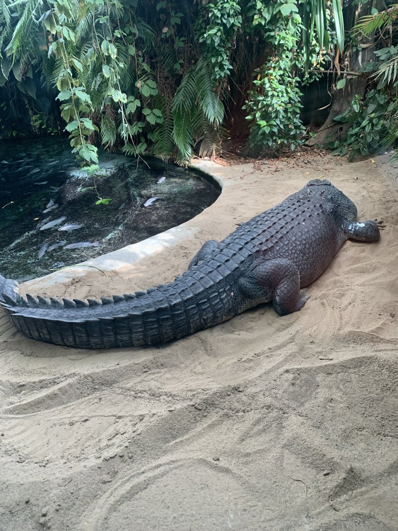 May 2021- Saltwater crocodile