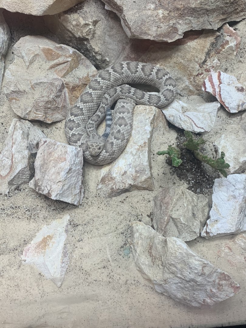 May 2021- Santa Catalina rattlesnake