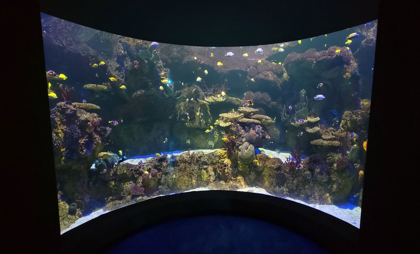 May. 2021 - Shark Encounter - Clownfish, Yellow Tang, Silver Moony + Others Tank