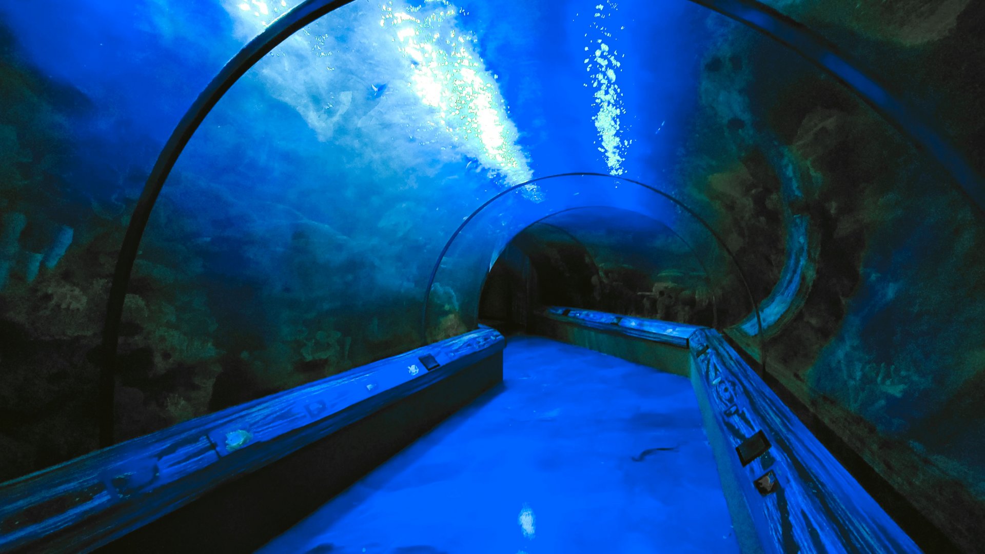 May. 2021 - Shark Encounter - First Tunnel (12 Species)