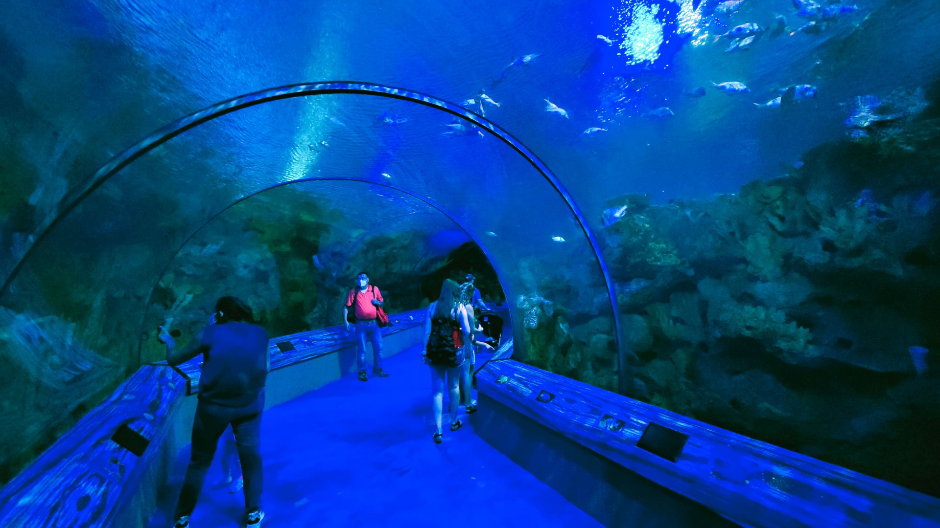 May. 2021 - Shark Encounter - First Tunnel (12 Species)