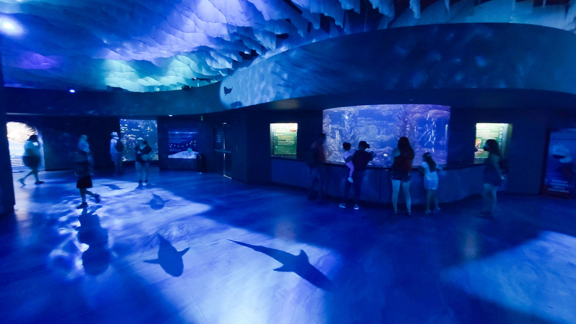 May. 2021 - Shark Encounter - Main Hallway