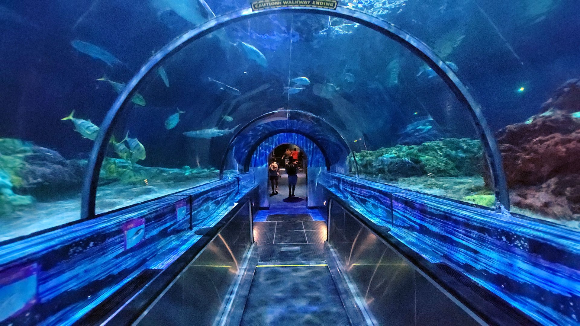 May. 2021 - Shark Encounter - Main Tunnel (End)