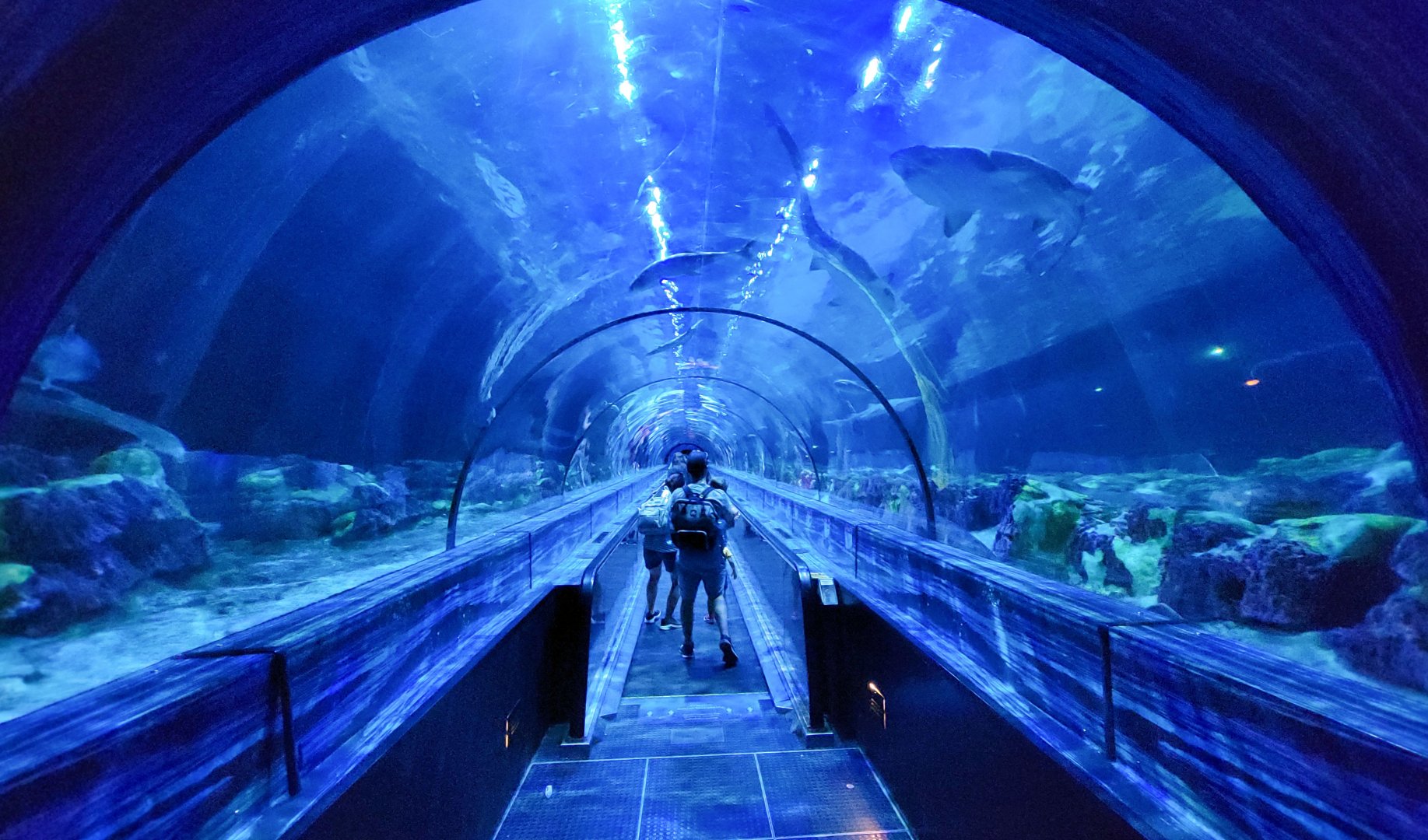 May. 2021 - Shark Encounter - Main Tunnel (Entrance)
