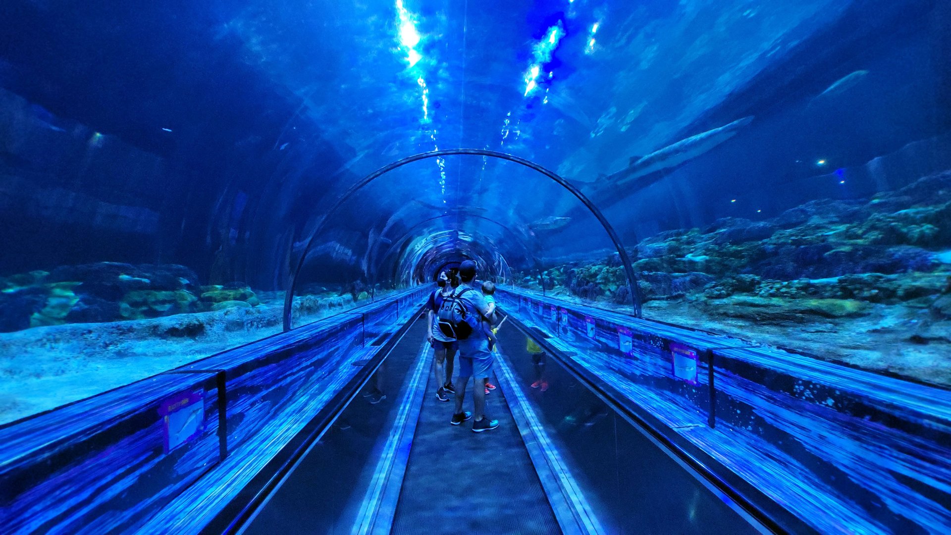 May. 2021 - Shark Encounter - Main Tunnel (Middle)