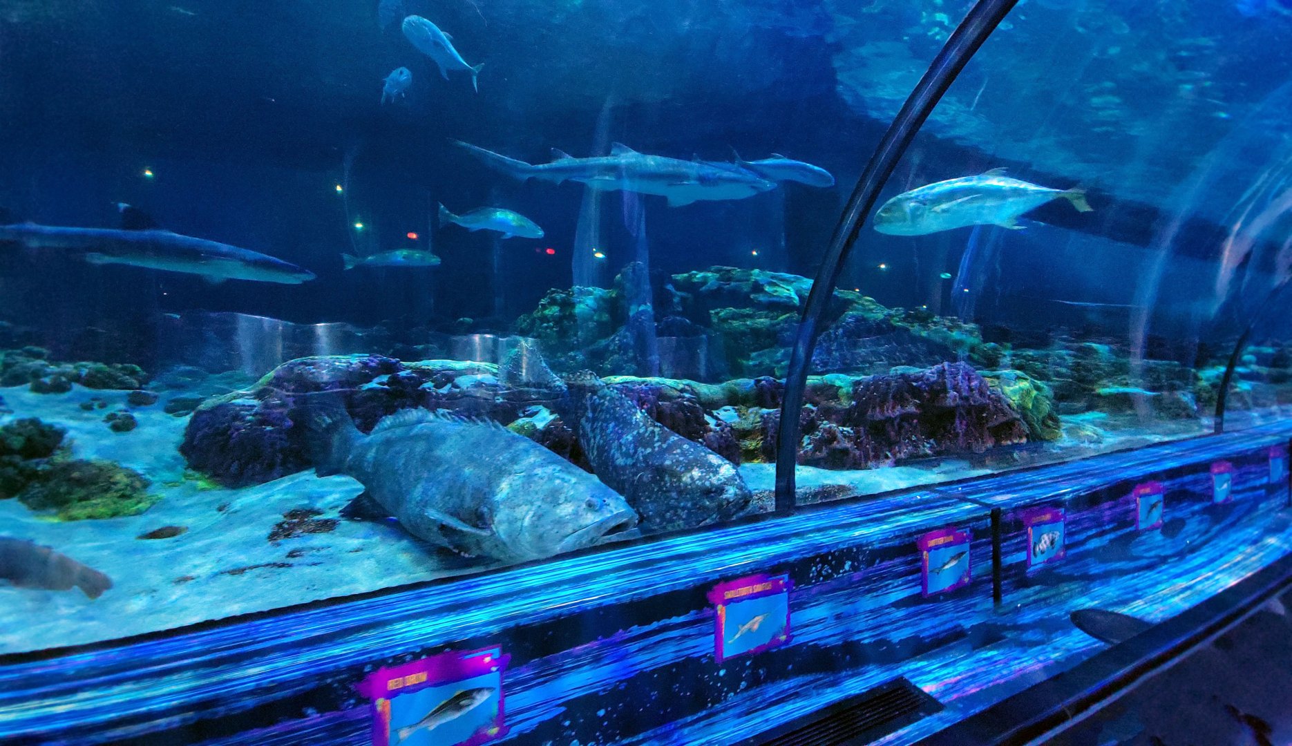 May. 2021 - Shark Encounter - Main Tunnel (Middle)