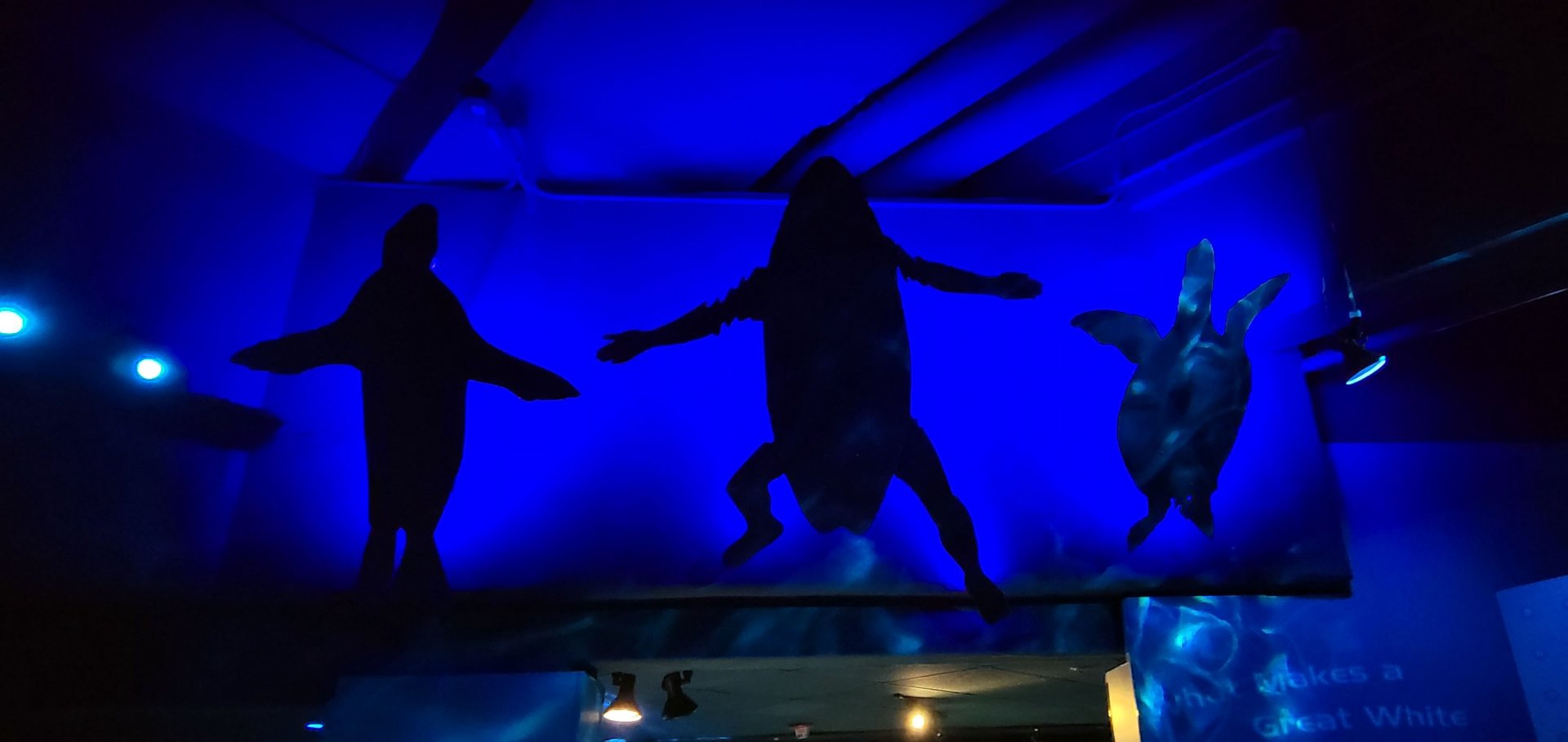 May. 2021 - Shark Encounter - Mistaken Identity Display