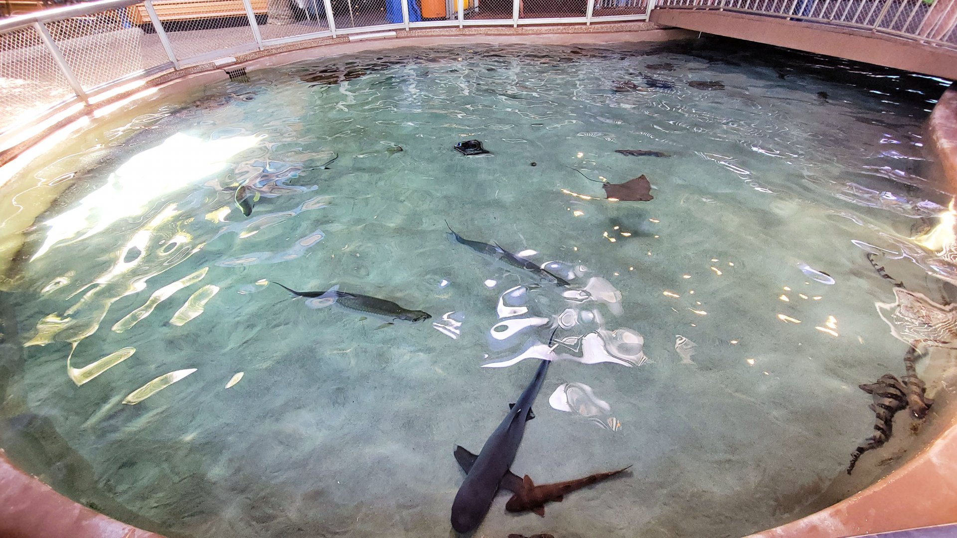 May. 2021 - Shark Encounter - Outdoor Shark Tank (11 Species)