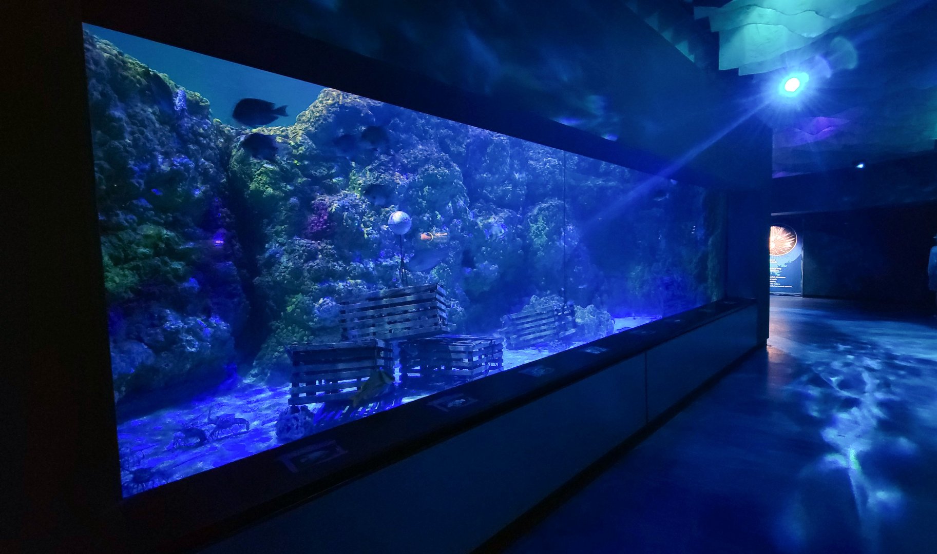 May. 2021 - Shark Encounter - Second View of the First Tank (12 Species)