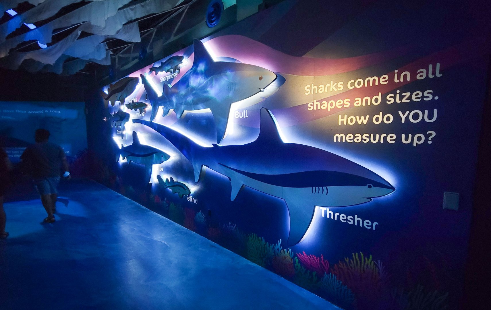 May. 2021 - Shark Encounter - Size Comparison Display