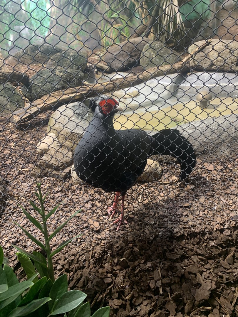 May 2021- Siamese fireback pheasant