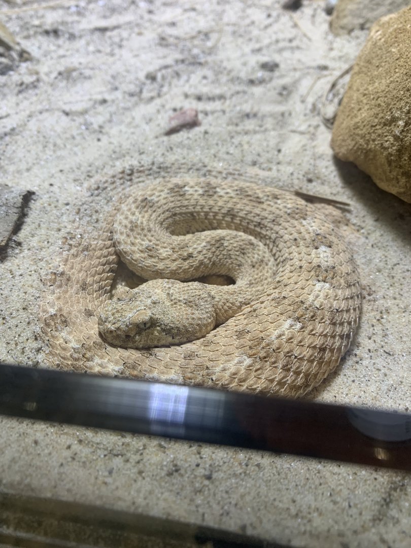 May 2021- Sidewinder rattlesnake