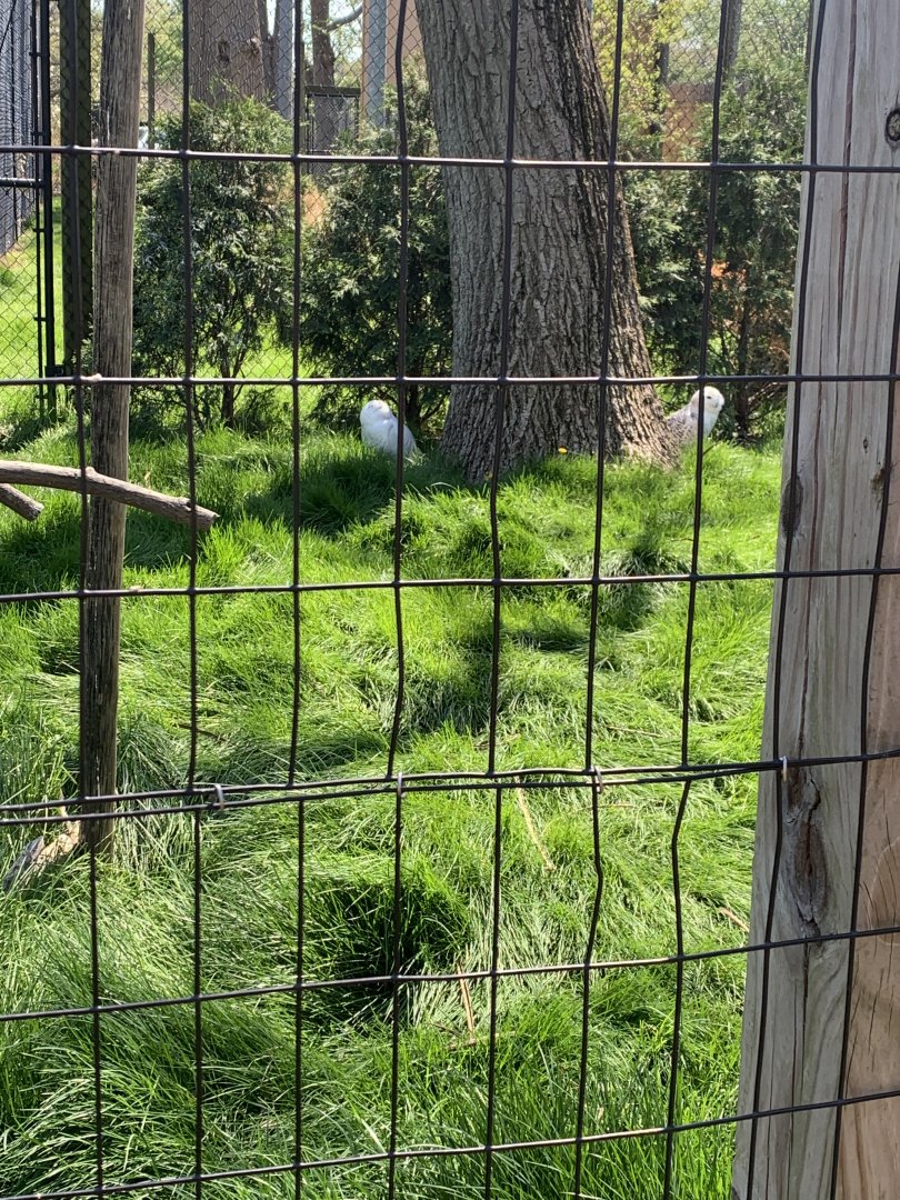 May 2021- Snowy owls