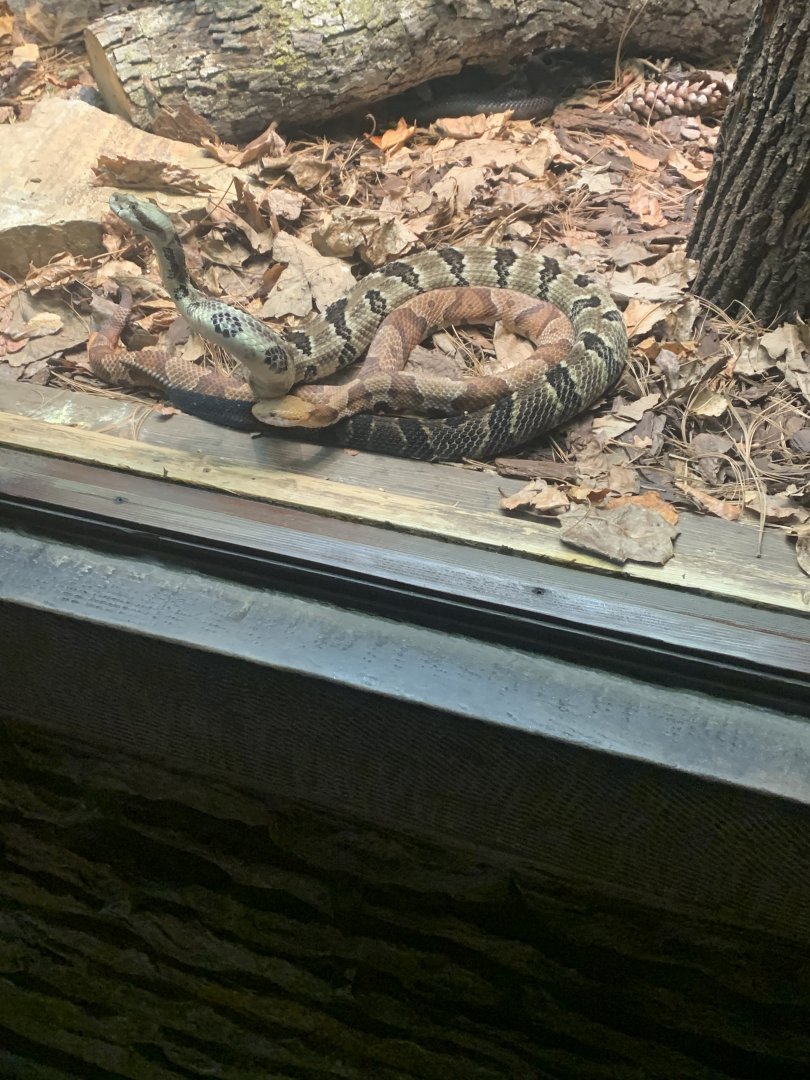 May 2021- Southern copperhead and Timber rattlesnake having a tussling match.