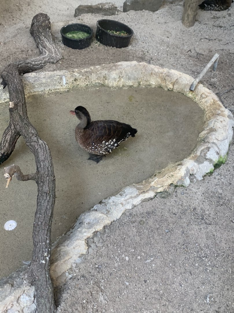 May 2021- Spotted whistling duck