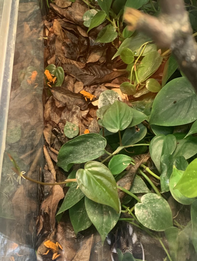 May 2021- Strawberry poison-dart frogs