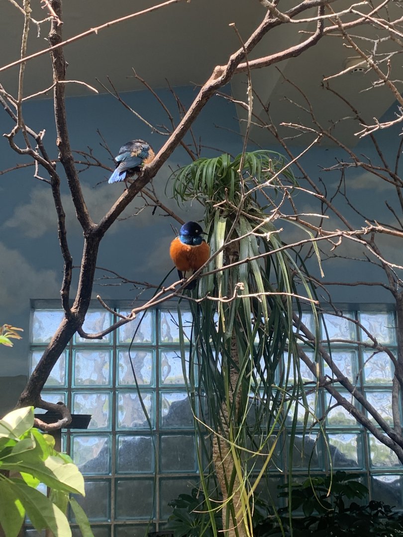 May 2021- Superb starling and Blue-bellied roller