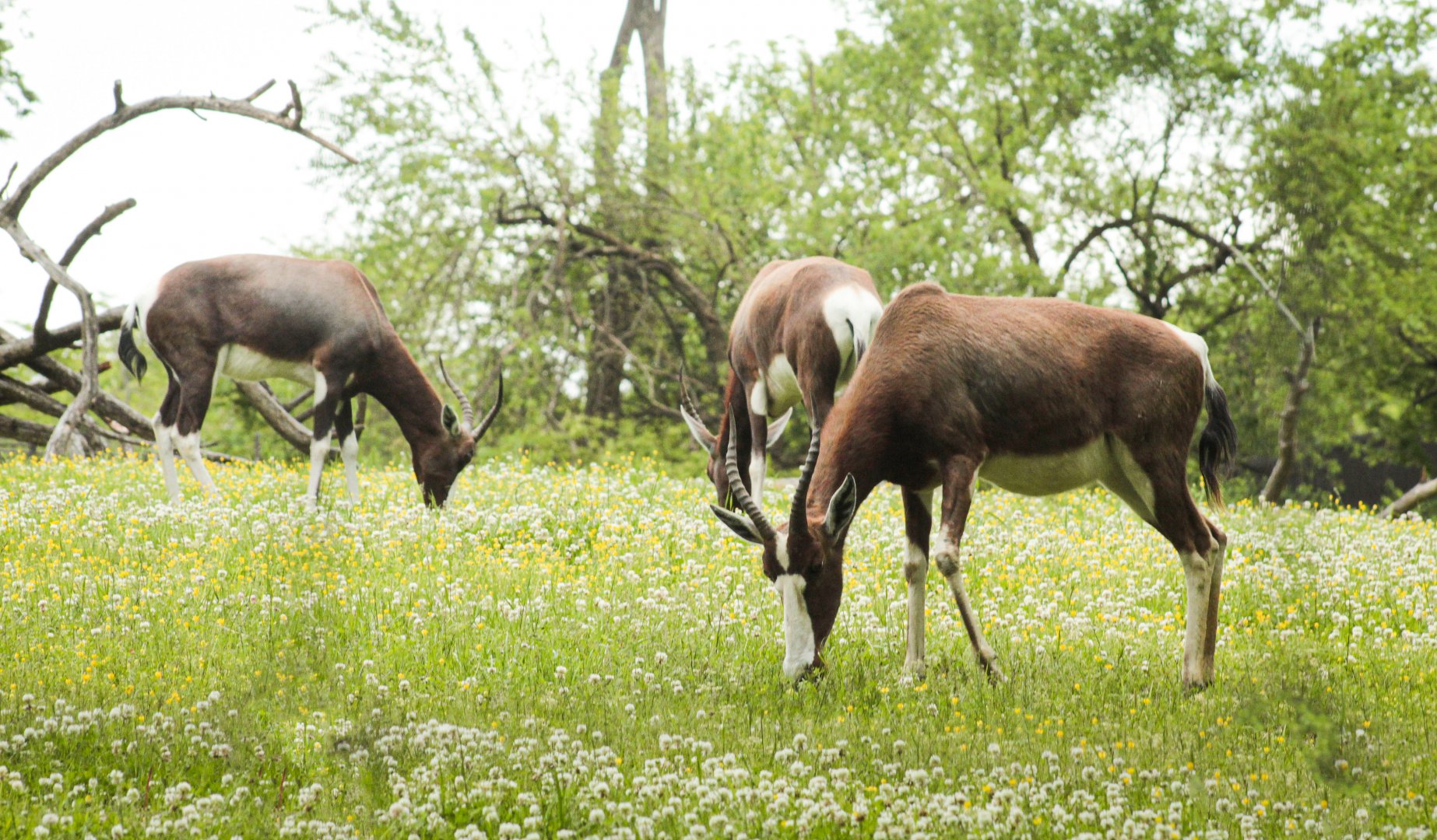 May. 2021 - The Jungle Loop - Bontebok