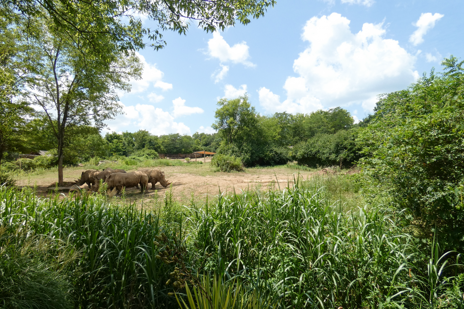 May. 2021 - The Savannah Loop - Southern White Rhino Exhibit (2.75 Acres)