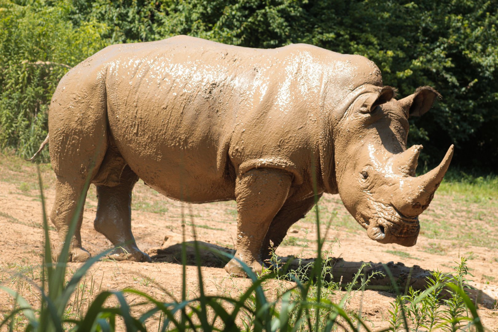 May. 2021 - The Savannah Loop - Southern White Rhino