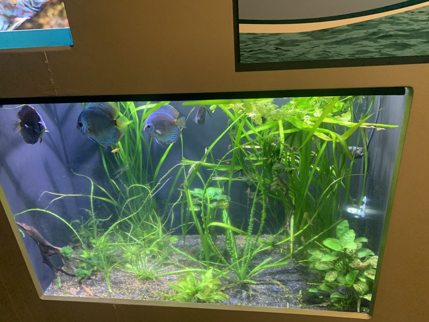 May 2021- Tropical fish tank display