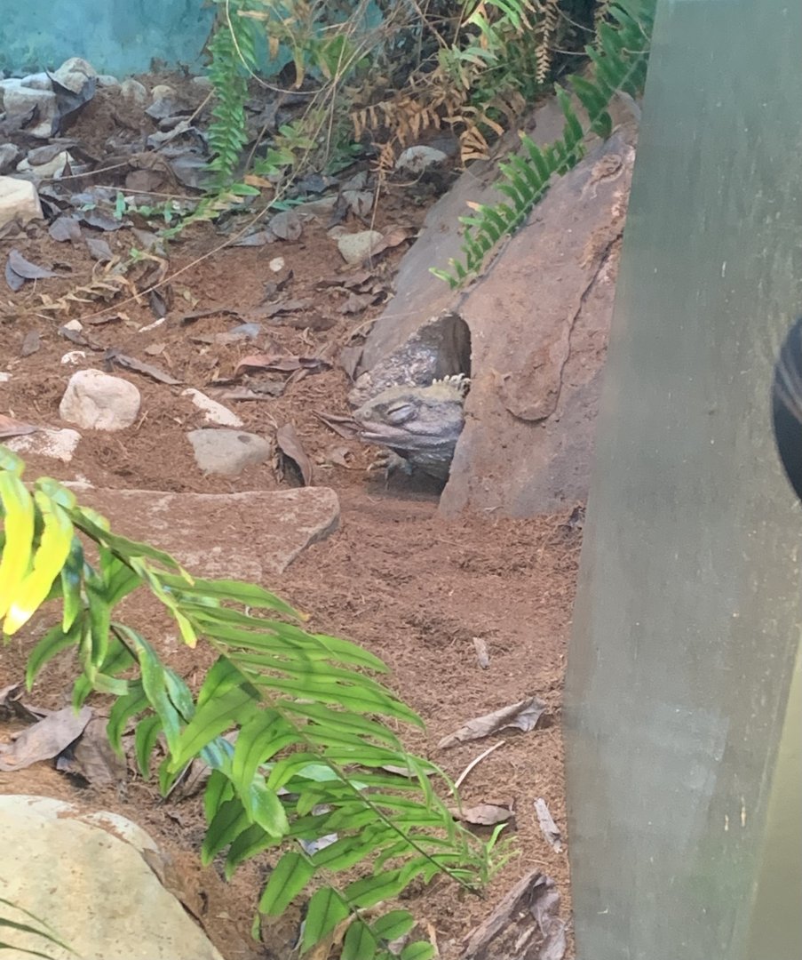 May 2021- Tuatara