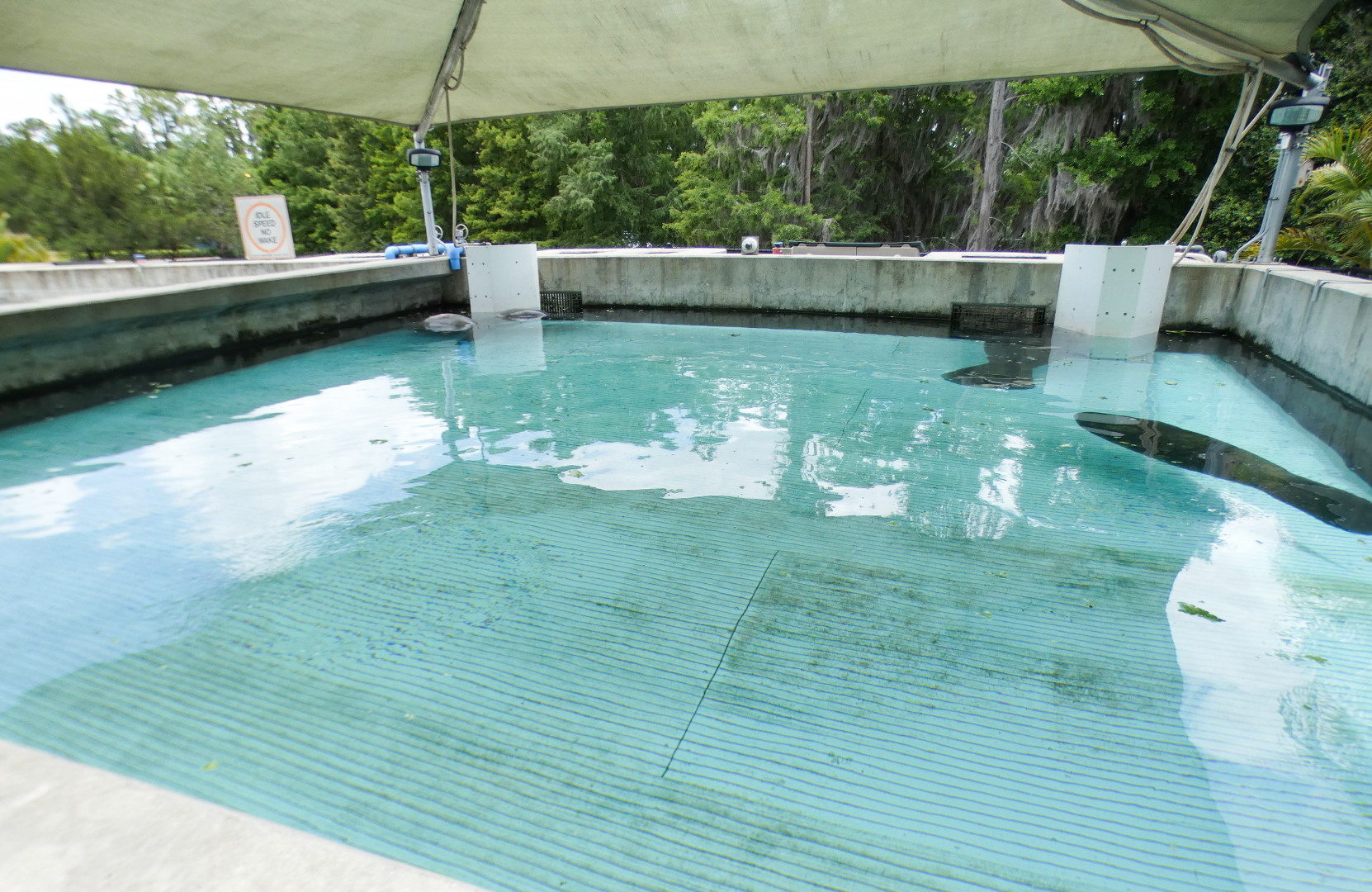 May. 2021 - Turtle Trek & Manatee Rescue - First Manatee Rehab Tank