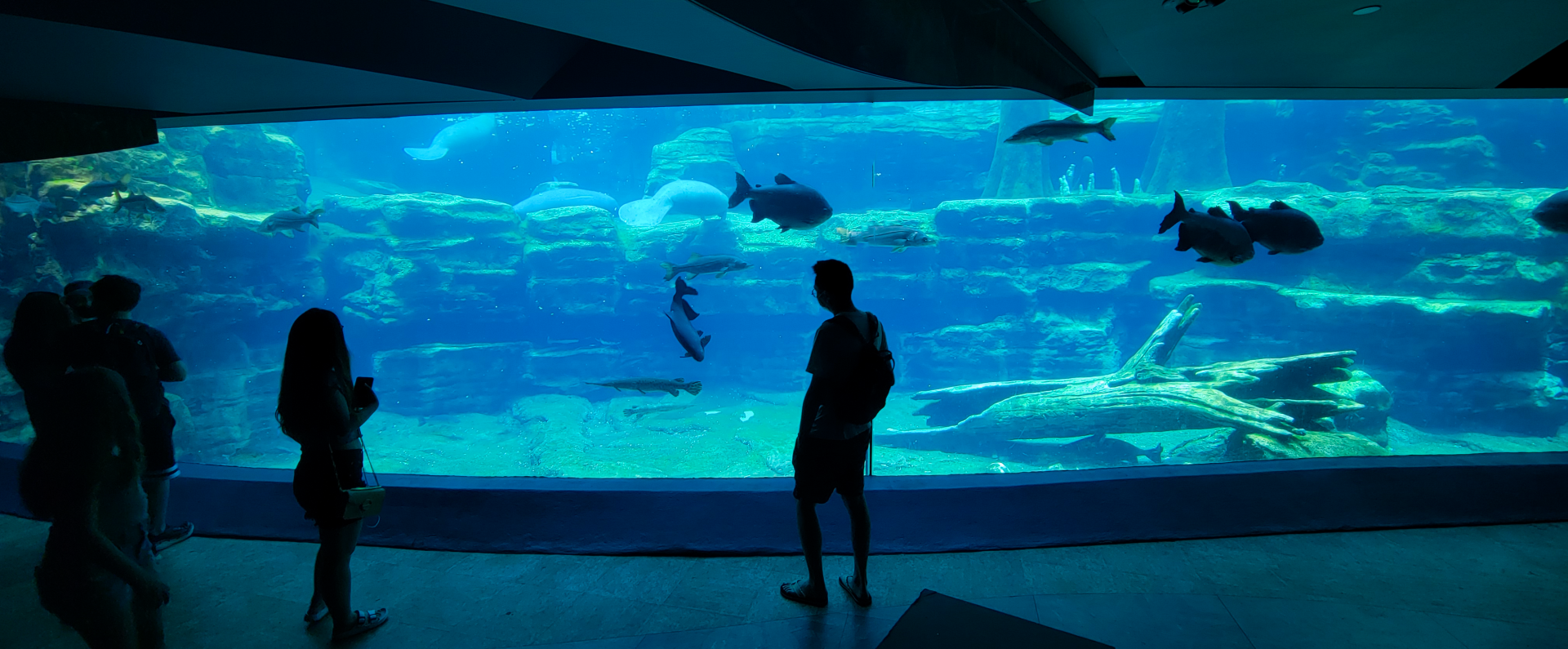 May. 2021 - Turtle Trek & Manatee Rescue - Florida Manatee Exhibit a (Second View)
