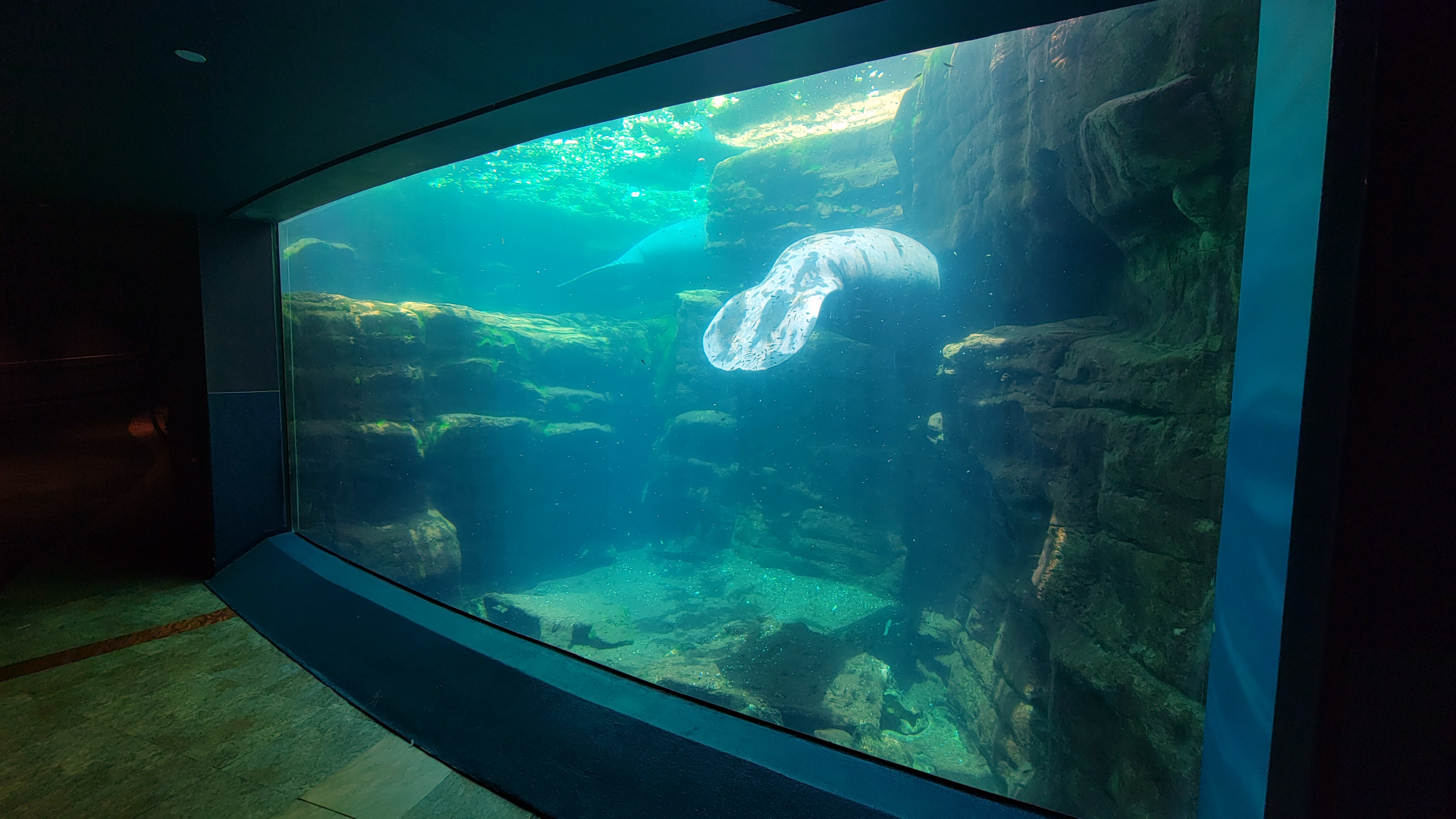 May. 2021 - Turtle Trek & Manatee Rescue - Florida Manatee Exhibit (First Viewing)