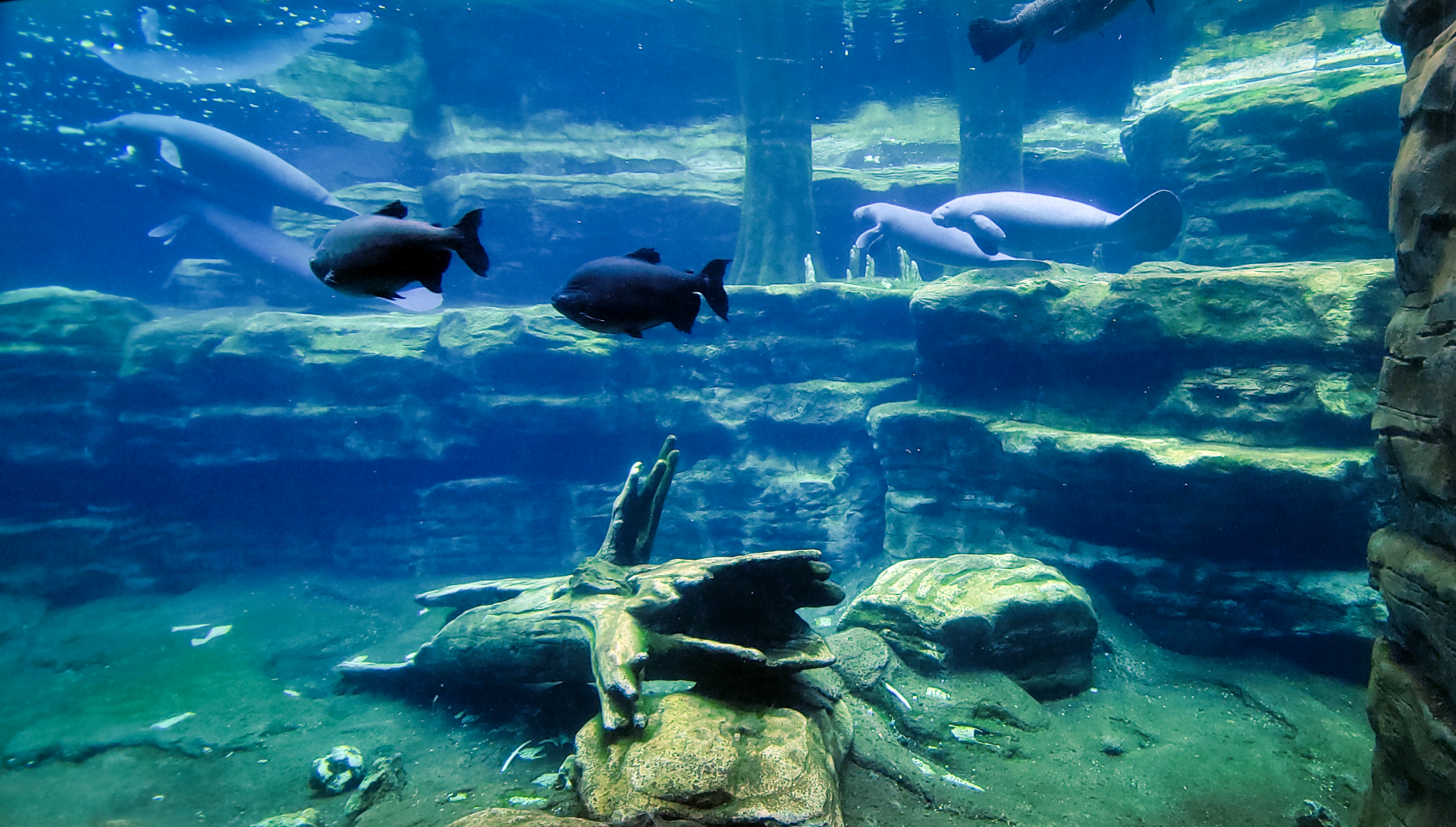 May. 2021 - Turtle Trek & Manatee Rescue - Florida Manatee Exhibit (Second View)