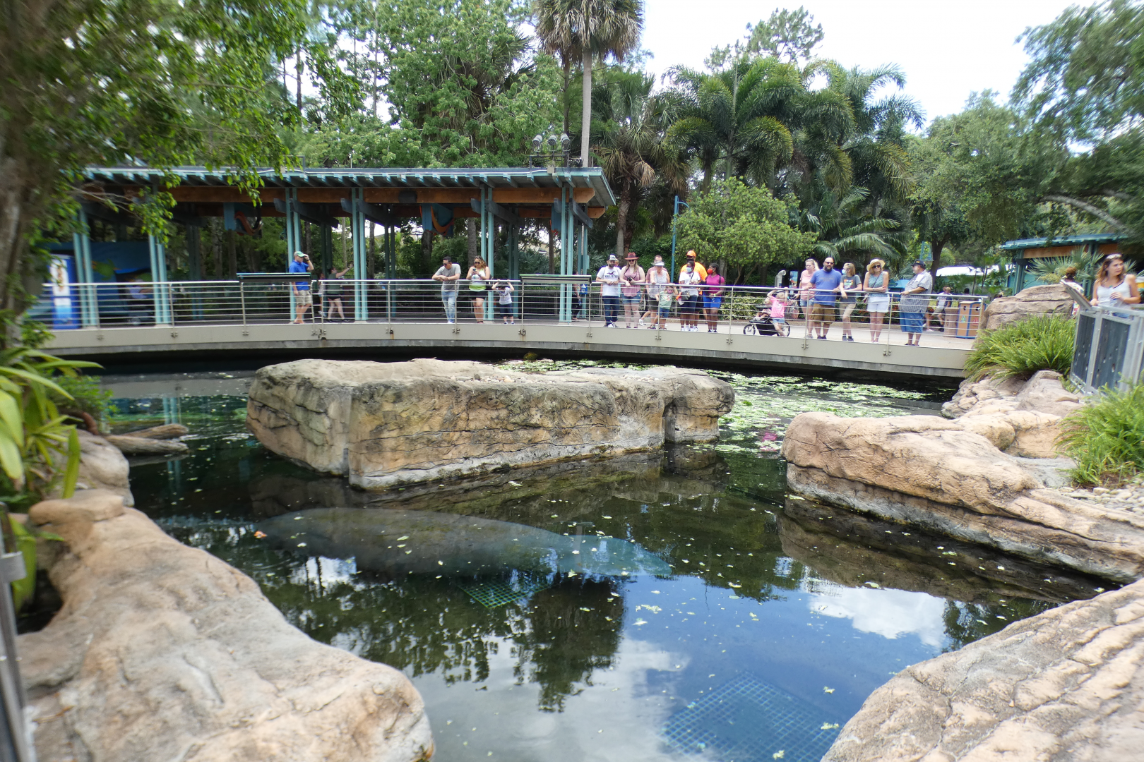 May. 2021 - Turtle Trek & Manatee Rescue - Florida Manatee Exhibit