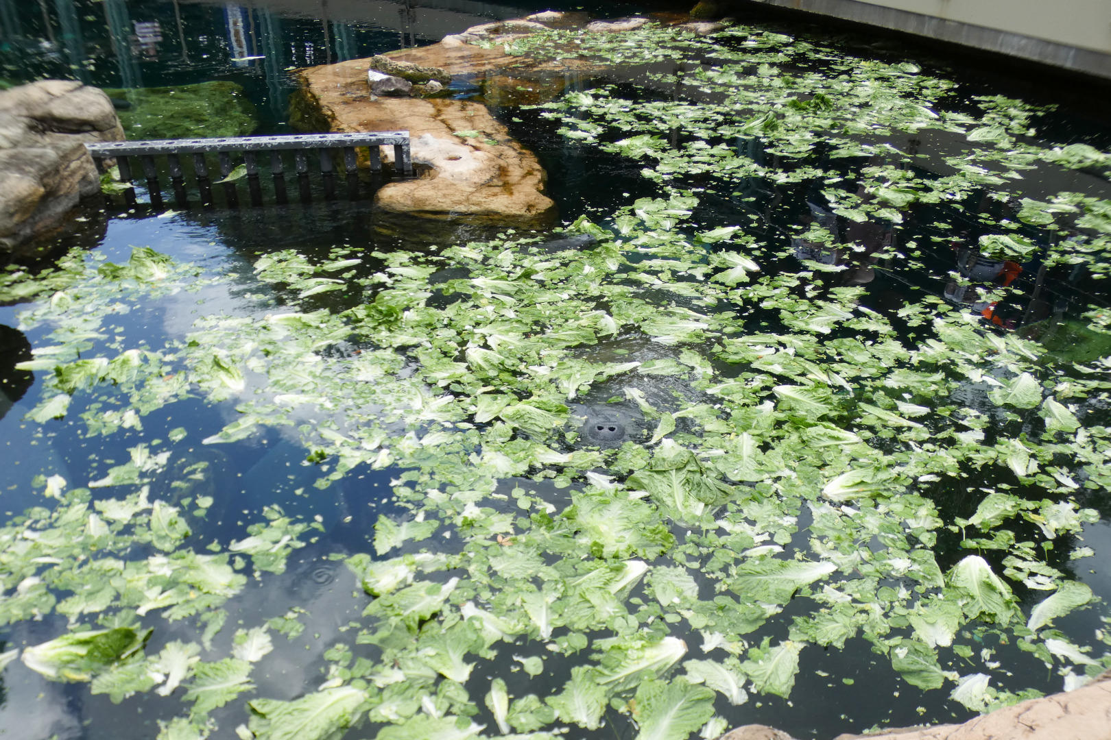 May. 2021 - Turtle Trek & Manatee Rescue - Florida Manatee Exhibit