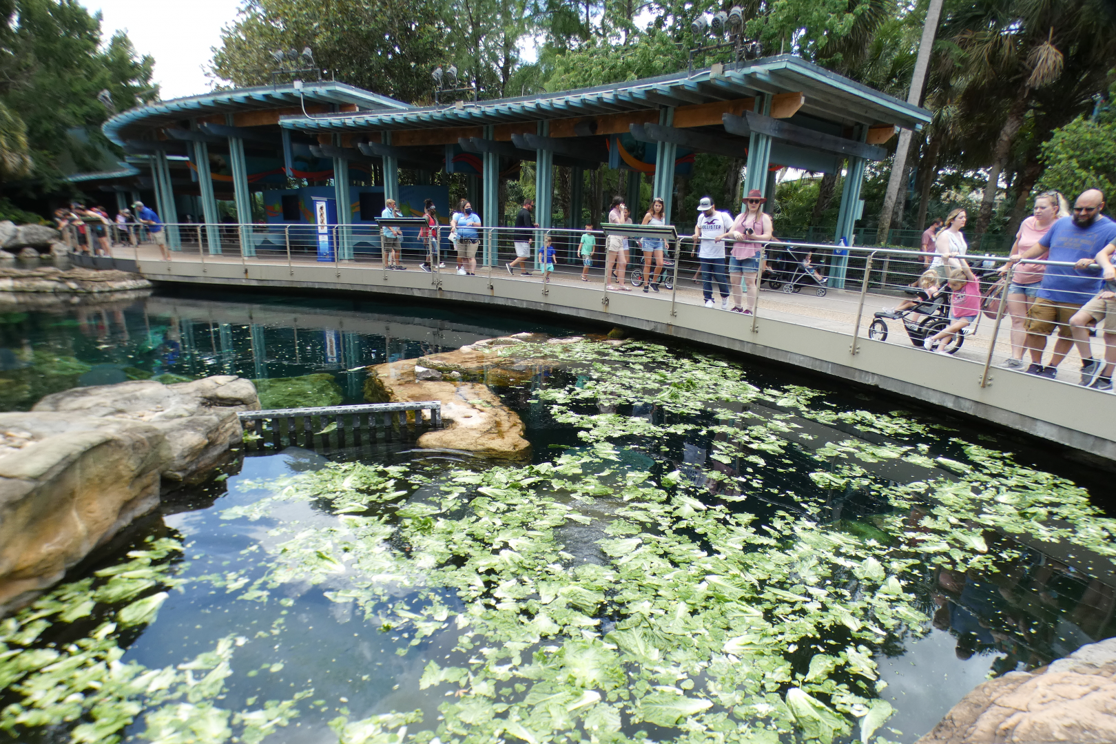 May. 2021 - Turtle Trek & Manatee Rescue - Florida Manatee Exhibit