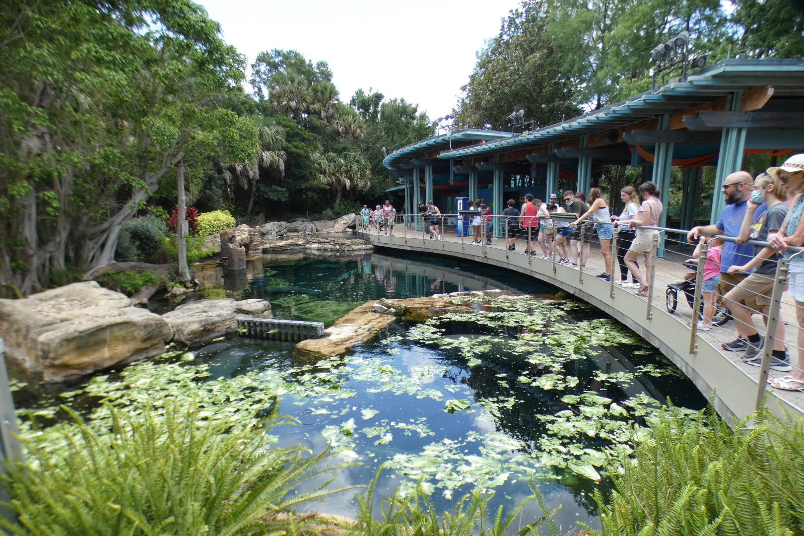 May. 2021 - Turtle Trek & Manatee Rescue - Florida Manatee Exhibit