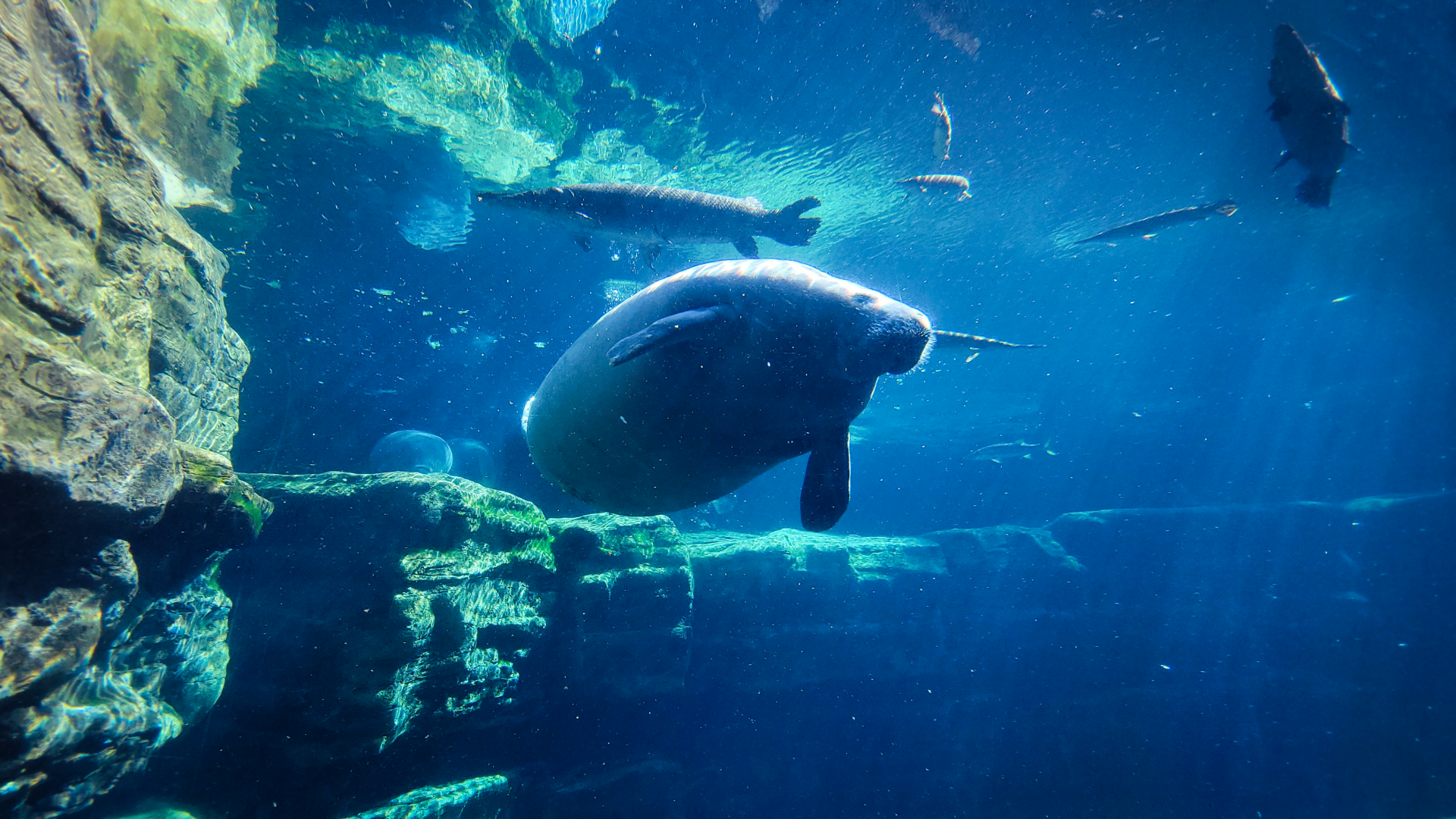 May. 2021 - Turtle Trek & Manatee Rescue - Florida Manatee