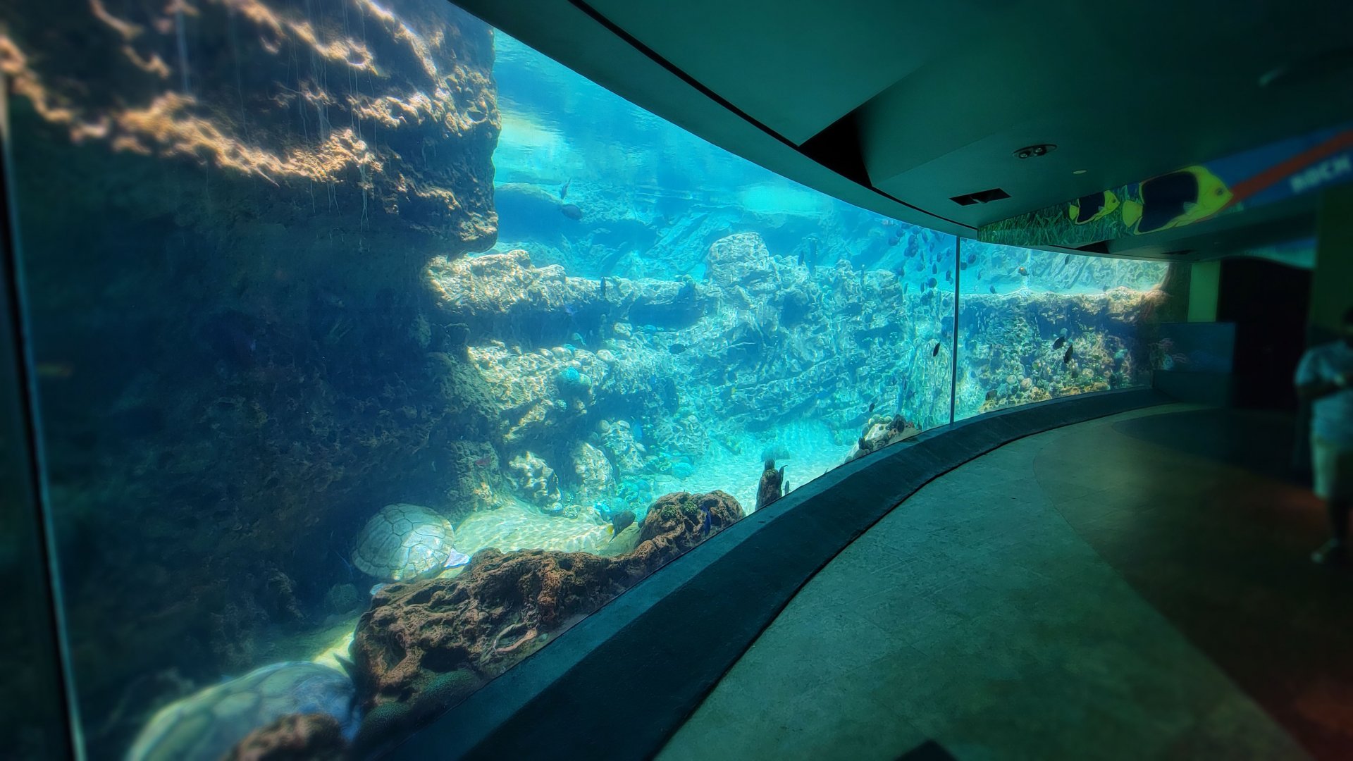 May. 2021 - Turtle Trek & Manatee Rescue - Loggerhead Sea Turtle/Green Sea Turtle Exhibit