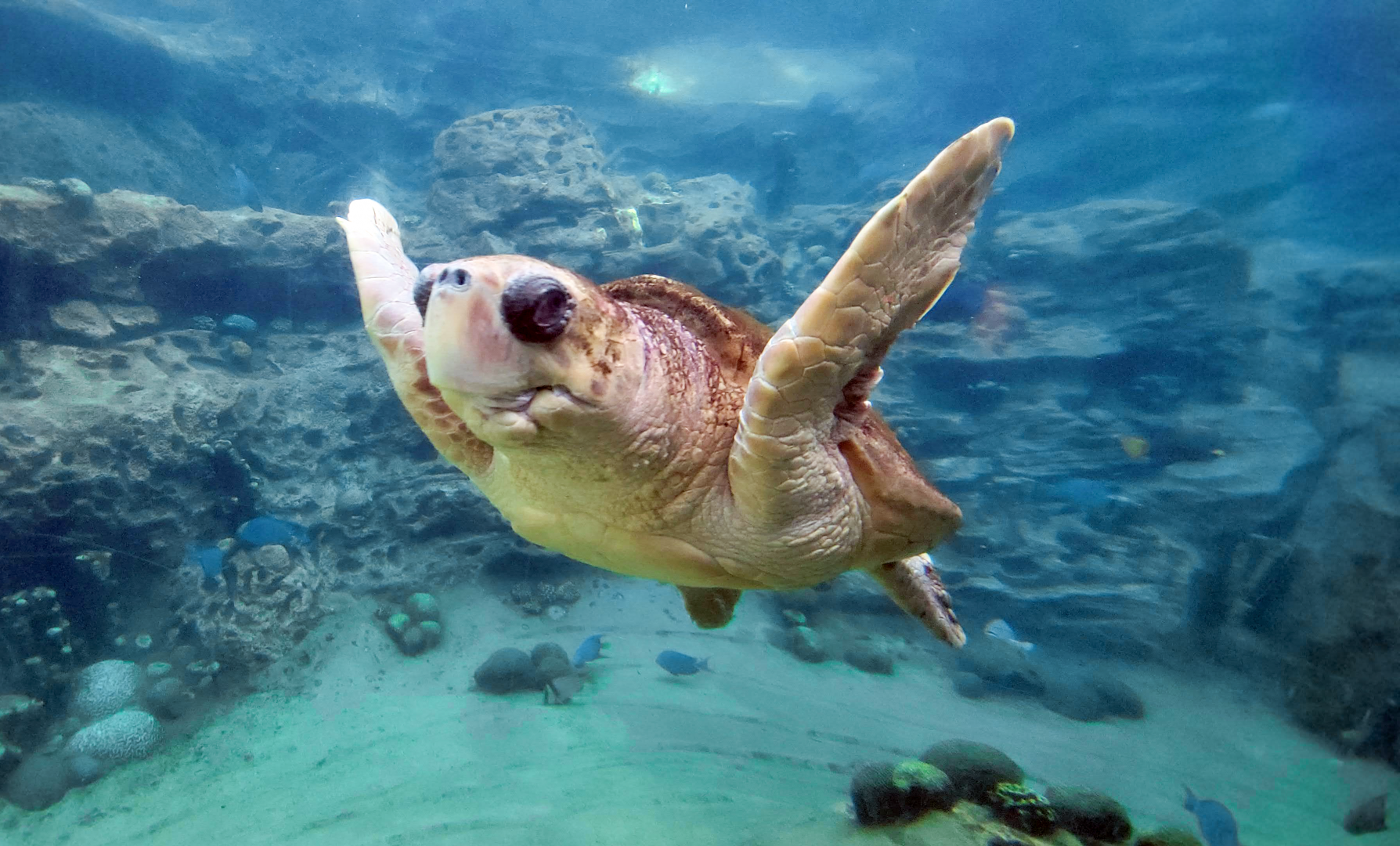 May. 2021 - Turtle Trek & Manatee Rescue - Loggerhead Sea Turtle