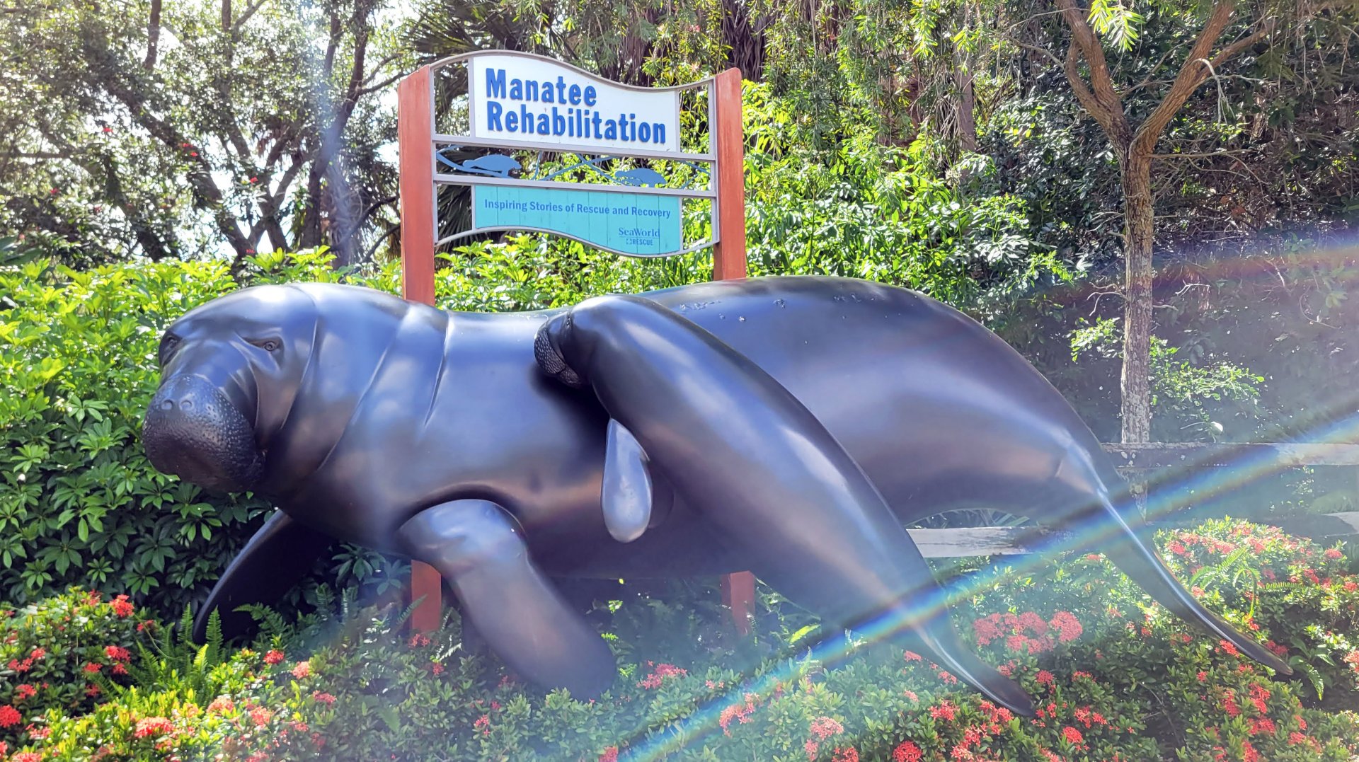 May. 2021 - Turtle Trek & Manatee Rescue - Manatee Statue