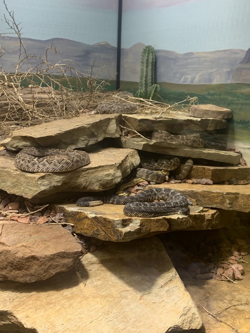 May 2021- Various rattlesnakes