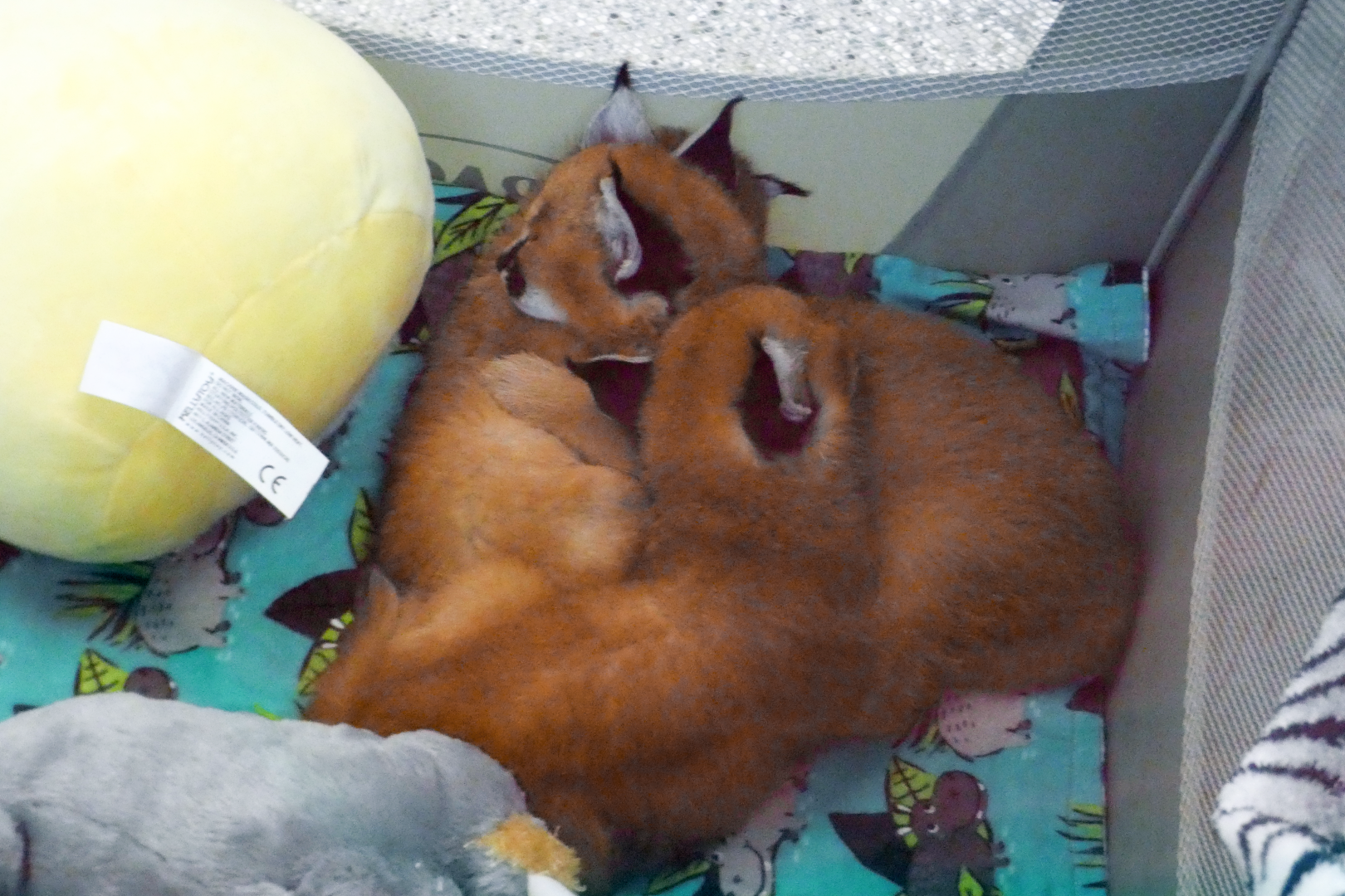 May. 2021 - Veterinary Center - Caracal Kittens
