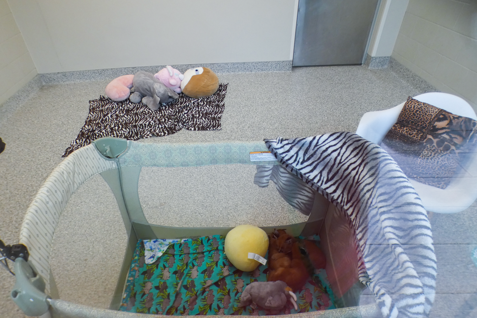 May. 2021 - Veterinary Center - Caracal Nursery