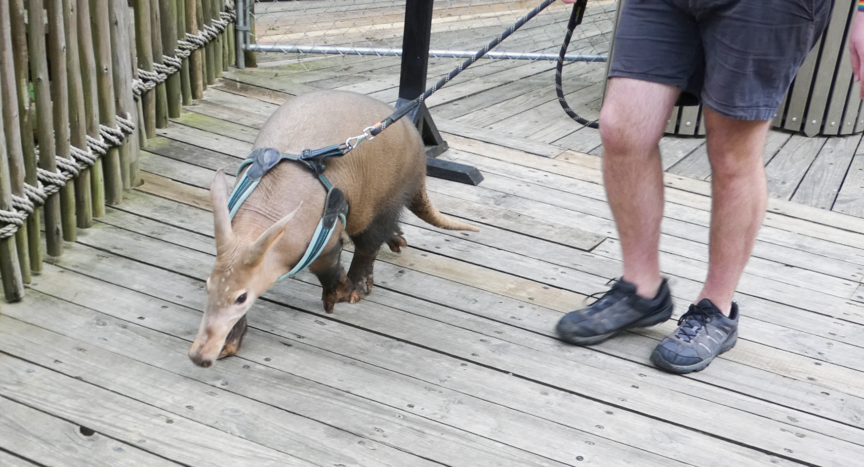 May. 2021 - Walking Winsol the Aardvark