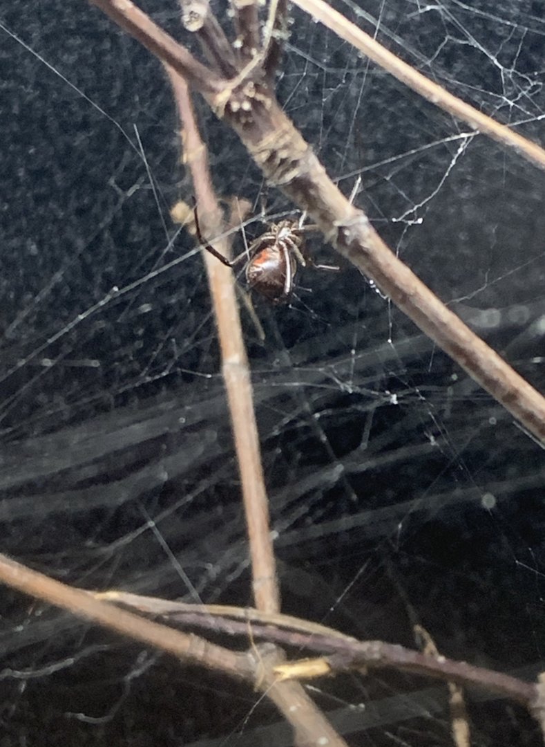 May 2021- Western black widow