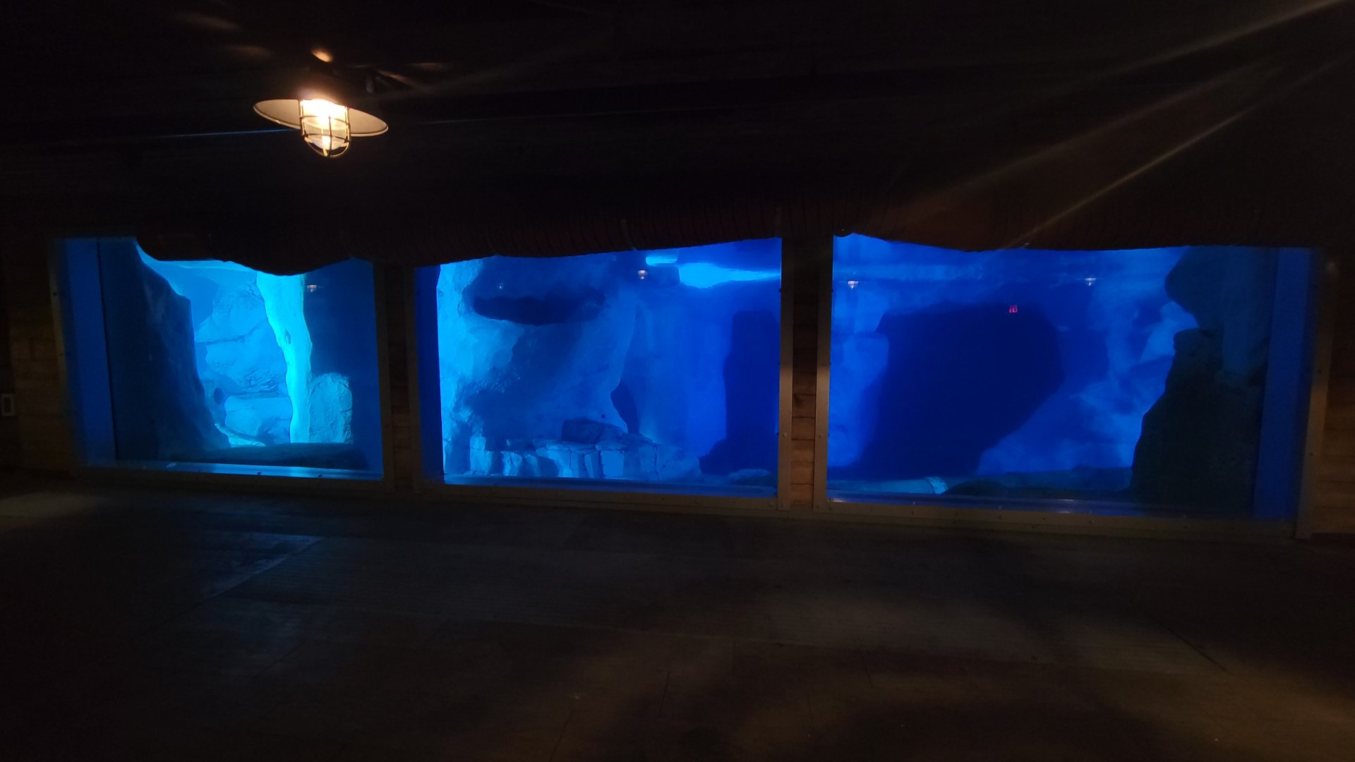 May. 2021 - Wild Arctic - Beluga Underwater View