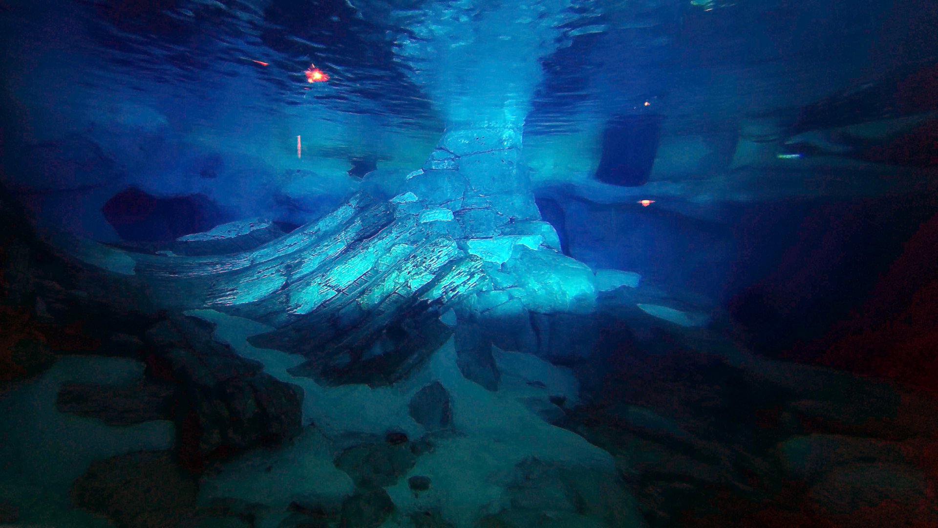 May. 2021 - Wild Arctic - Harbor Seal Exhibit (Former Polar Bear)