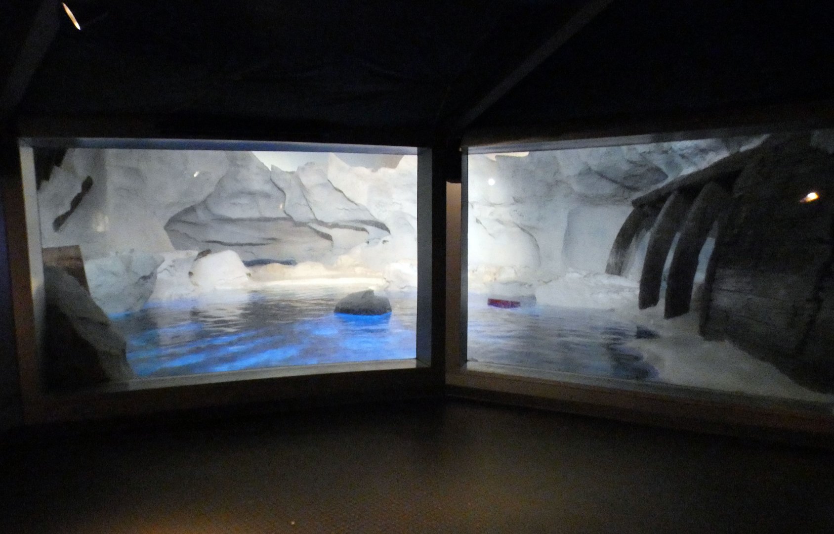 May. 2021 - Wild Arctic - Harbor Seal Exhibit (Former Polar Bear)