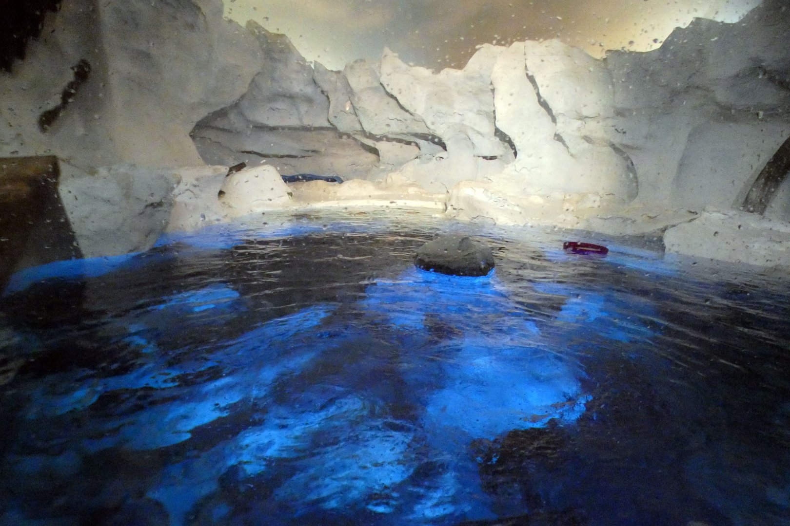 May. 2021 - Wild Arctic - Harbor Seal Exhibit (Former Polar Bear)