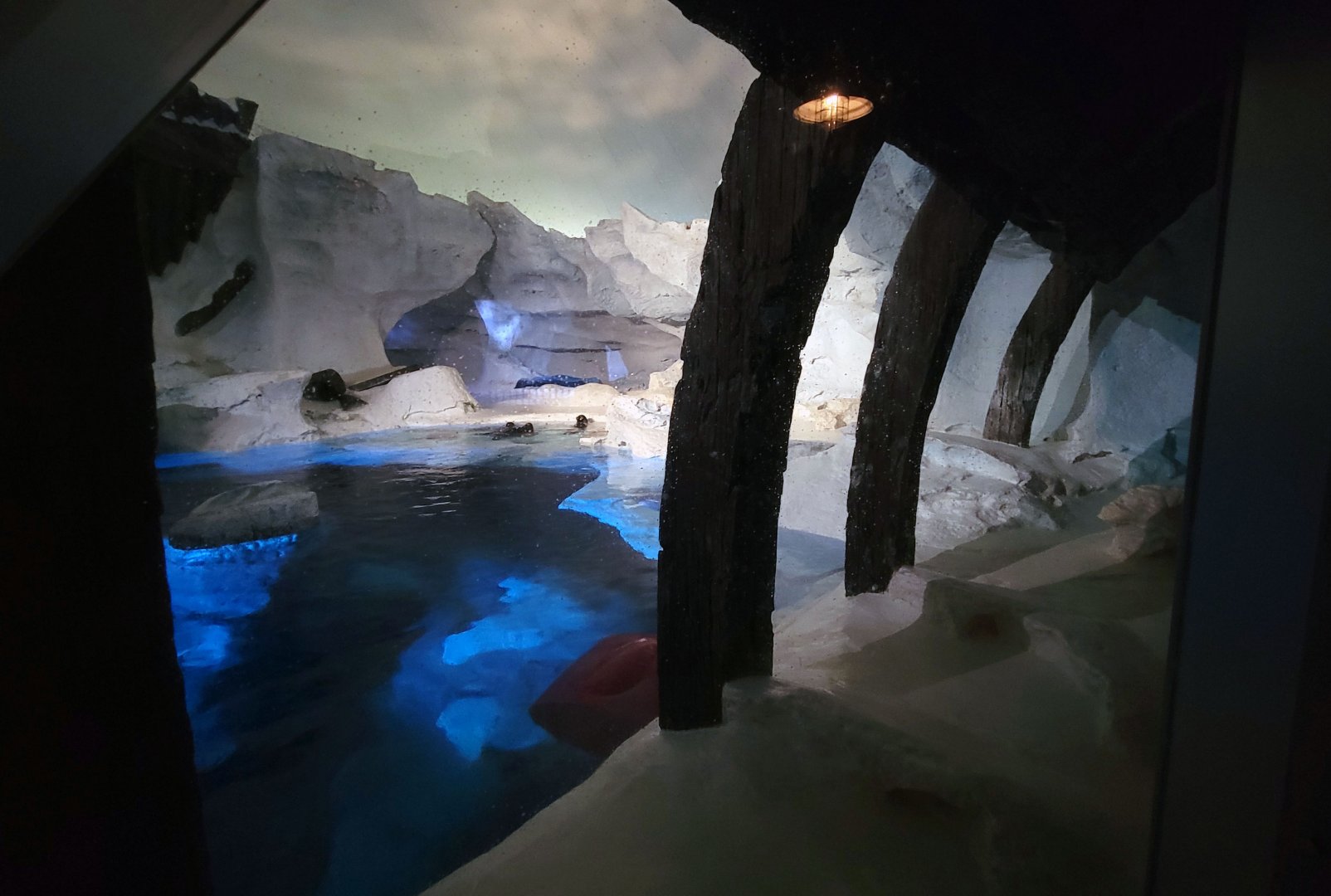 May. 2021 - Wild Arctic - Harbor Seal Exhibit (Former Polar Bear)