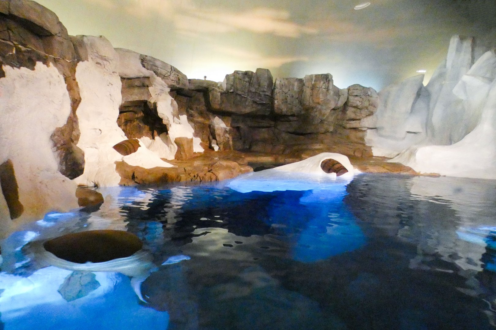 May. 2021 - Wild Arctic - Walrus Exhibit