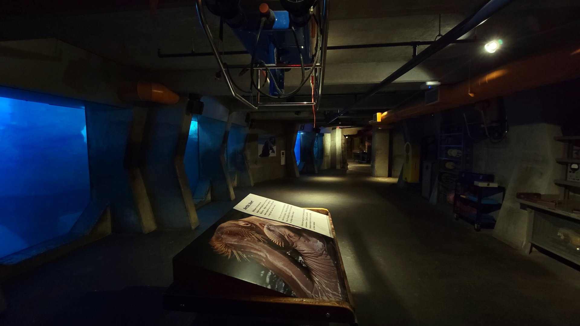 May. 2021 - Wild Arctic - Walrus Underwater Viewing